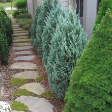 side yard