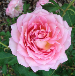 Please Post Pics of Your Jubilee Celebration Rose