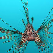 Dave Perazone's photo