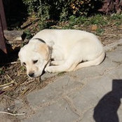 Foto von Bobis Georgel