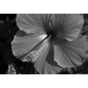 Audrey Jones's photo