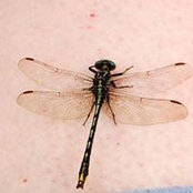 Vicki Orleans's photo