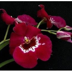 orchids - Products