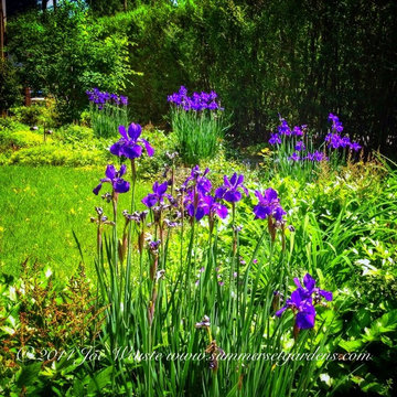 Siberian Iris in the Garden