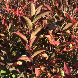 Current Featured Plants - Products