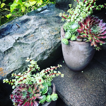 Succulent container gardening in Piedmont