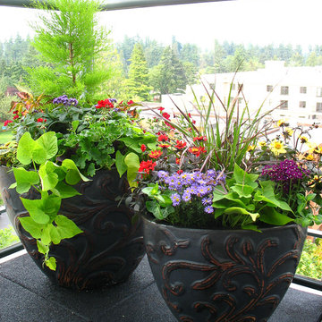 Conifers in containers