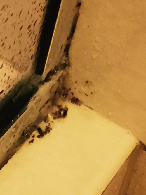 have a look at this shower grout mildew/mold?