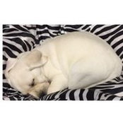 Amy Call-Brethauer's photo