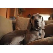 Frank Lombardo's photo
