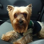 Donna Williamson's photo