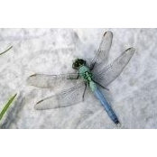 Tracy Edwards's photo