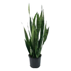 Delray Plants Sansevieria - Area Rugs