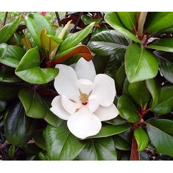 Evergreen Magnolia's - Plants