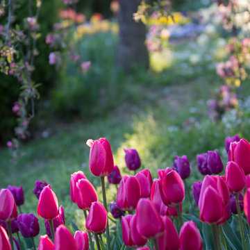 Tulipani al tramonto nel Castello di Piea (AT)