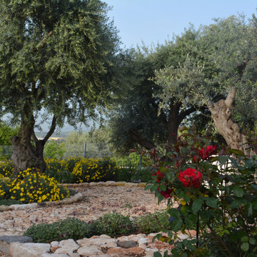 A garden with old olive trees