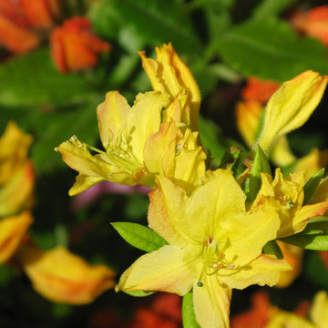 Plant Ideas & Colorful Combinations
