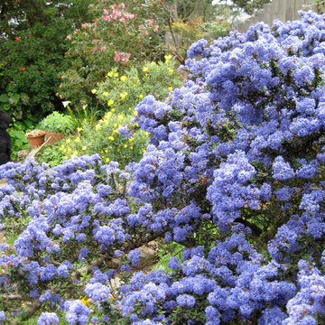 San Bruno Native Lawn Replacement