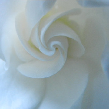 White Garden