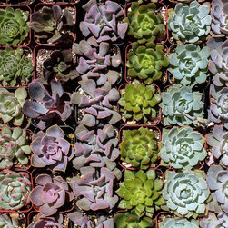 Assorted Succulent Packs - Products