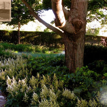 backyard garden