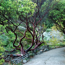 Garden ideas