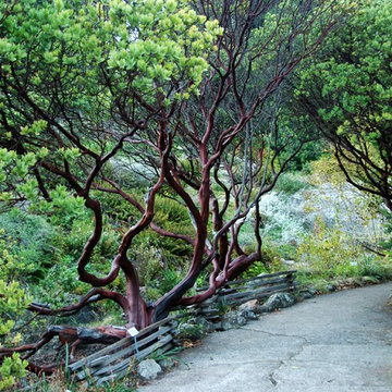 Parry Manzanita