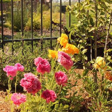 Arresting Dunes - Coastal Gem Garden