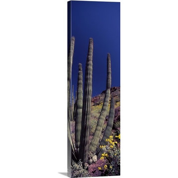 "Organ Pipe cactus Stenocereus thurberi on a landscape Organ Pipe Cactus Nati...