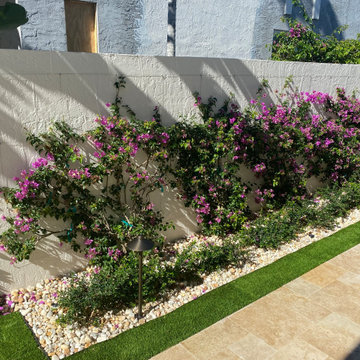 After - Espalier, Trained Vines on Wall