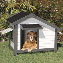 fasteel's dog ideas