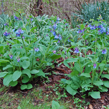 Virginia Bluebells