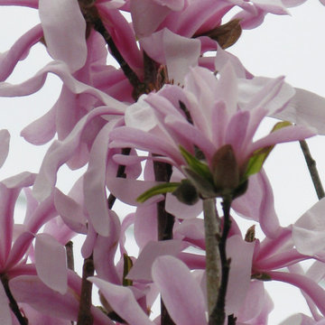 Plant Ideas & Colorful Combinations