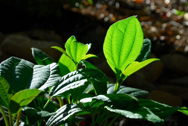 Фьюжн Сад by Jay Sifford Garden Design