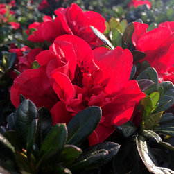 Current Featured Plants - Products