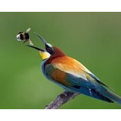 Supote Arees foto