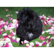 Vickie Shultz- Hoff's photo