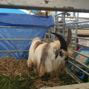Rosie Marshall's photo