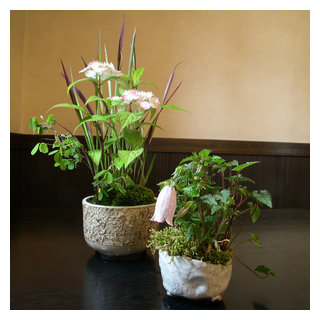 草盆栽 野草の寄せ植え Japanese Landscape Other By Pappus パップス Garden Plants Houzz 草盆栽 野草の寄せ植え Japanese Landscape Other By Pappus パップス Garden Plants Houzz