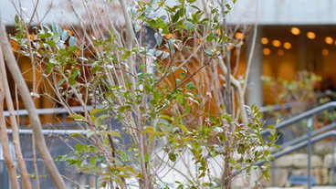 兵庫県 姫路市の造園業者 ガーデンデザイナー 人気ベスト15 Houzz ハウズ