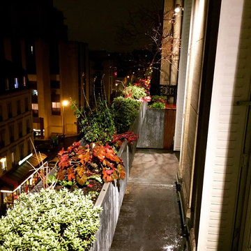 "Inversion des pôles" - ligne végétale sur un balcon haussmannien
