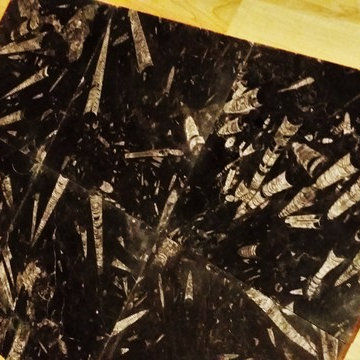 Ancient Seabed Natural Fossil Stone Collection Black (Kajal) Tiles