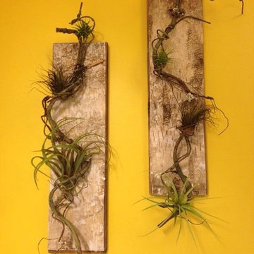 Bathroom Wall art: Air plants (tillandsia) mounted on reclaimed wood