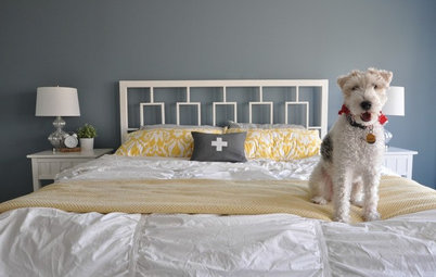 This Week on Houzz: Do You Let Your Pets Sleep in Your Bed?