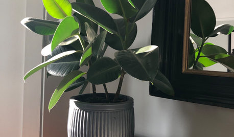 8 Indoor Plants That Can Make You Healthier