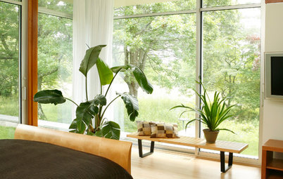 Create Your Own Shangri-la With Bird of Paradise Plants