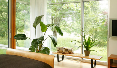 Create Your Own Shangri-la With Bird of Paradise Plants
