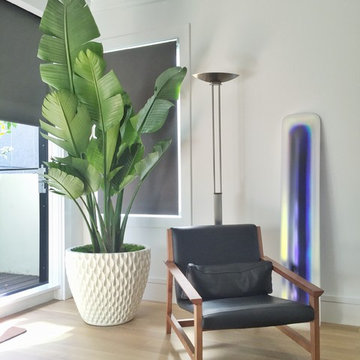 Modern House Plants