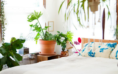 5 Ways to Tell How Much Water Your Houseplants Need