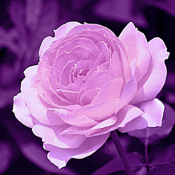 Rose Purple I Print By Joan Han